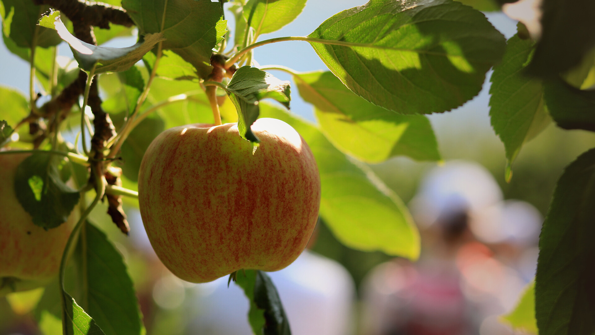 Apfelland Südtirol: Il paese delle mele - guida a Plaus - Meran und Umgebung - #2 - suedtirol.info