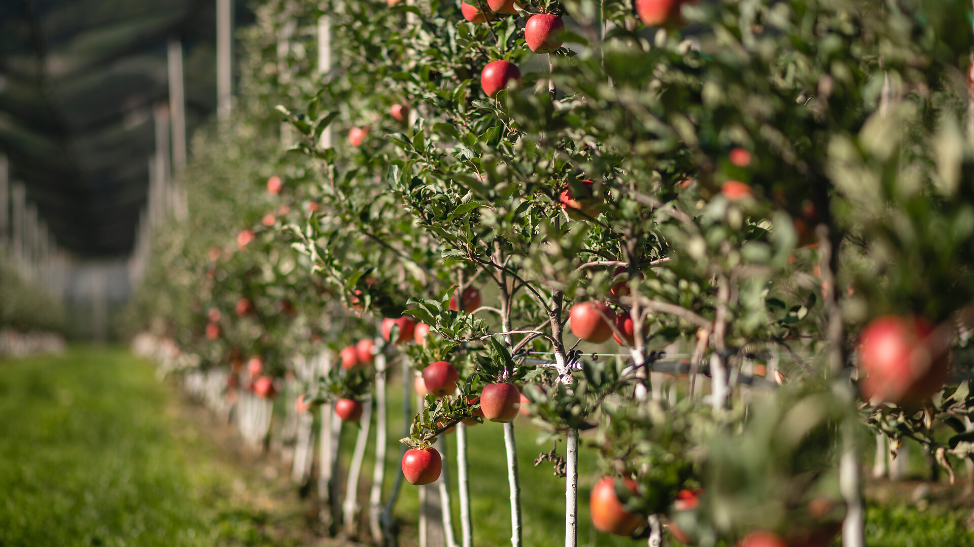 Apfelland Südtirol: Il paese delle mele - guida a Plaus - Meran und Umgebung - #1 - suedtirol.info