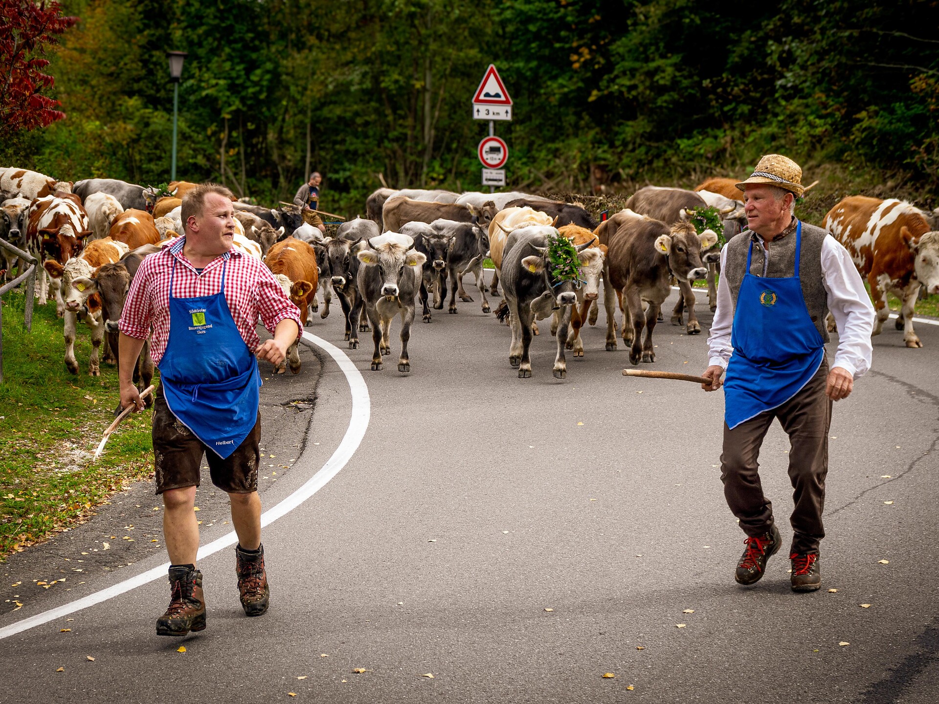 Transumanza tradizionale a Tires al Catinaccio Castelrotto 1 suedtirol.info