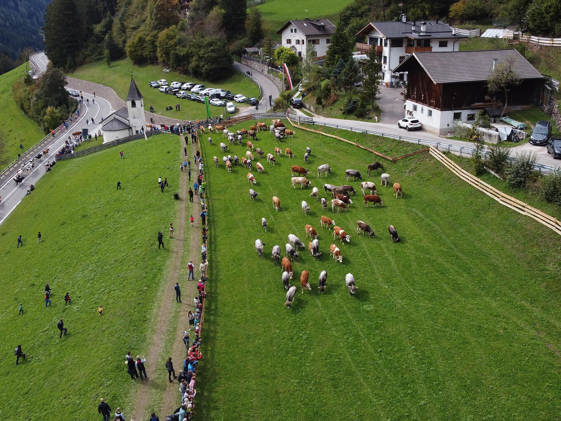 Transumanza tradizionale a Tires al Catinaccio Castelrotto 3 suedtirol.info