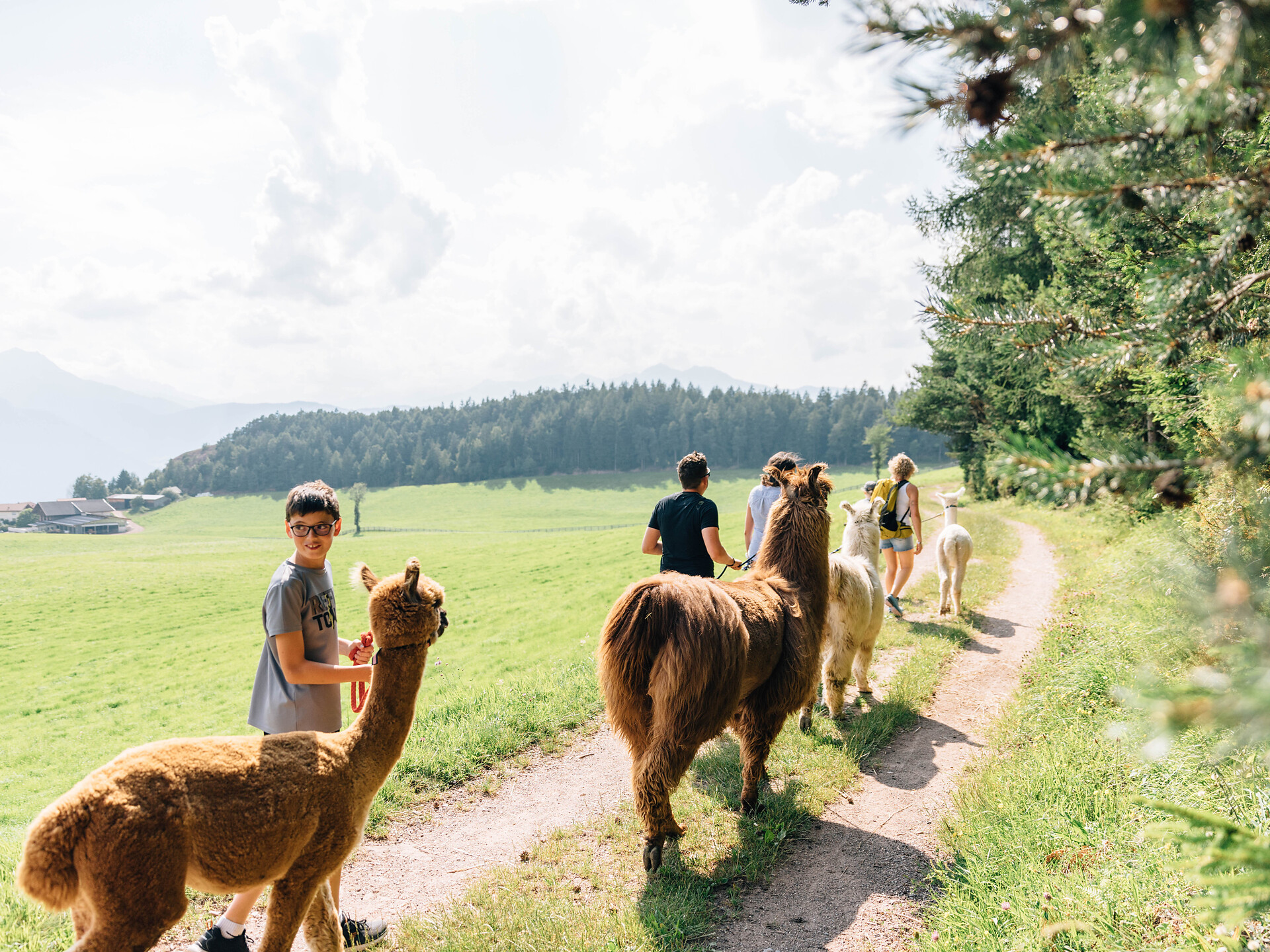 Alpaka- und Lamawanderung (Kindersommer) - Meran und Umgebung - #1 - suedtirol.info