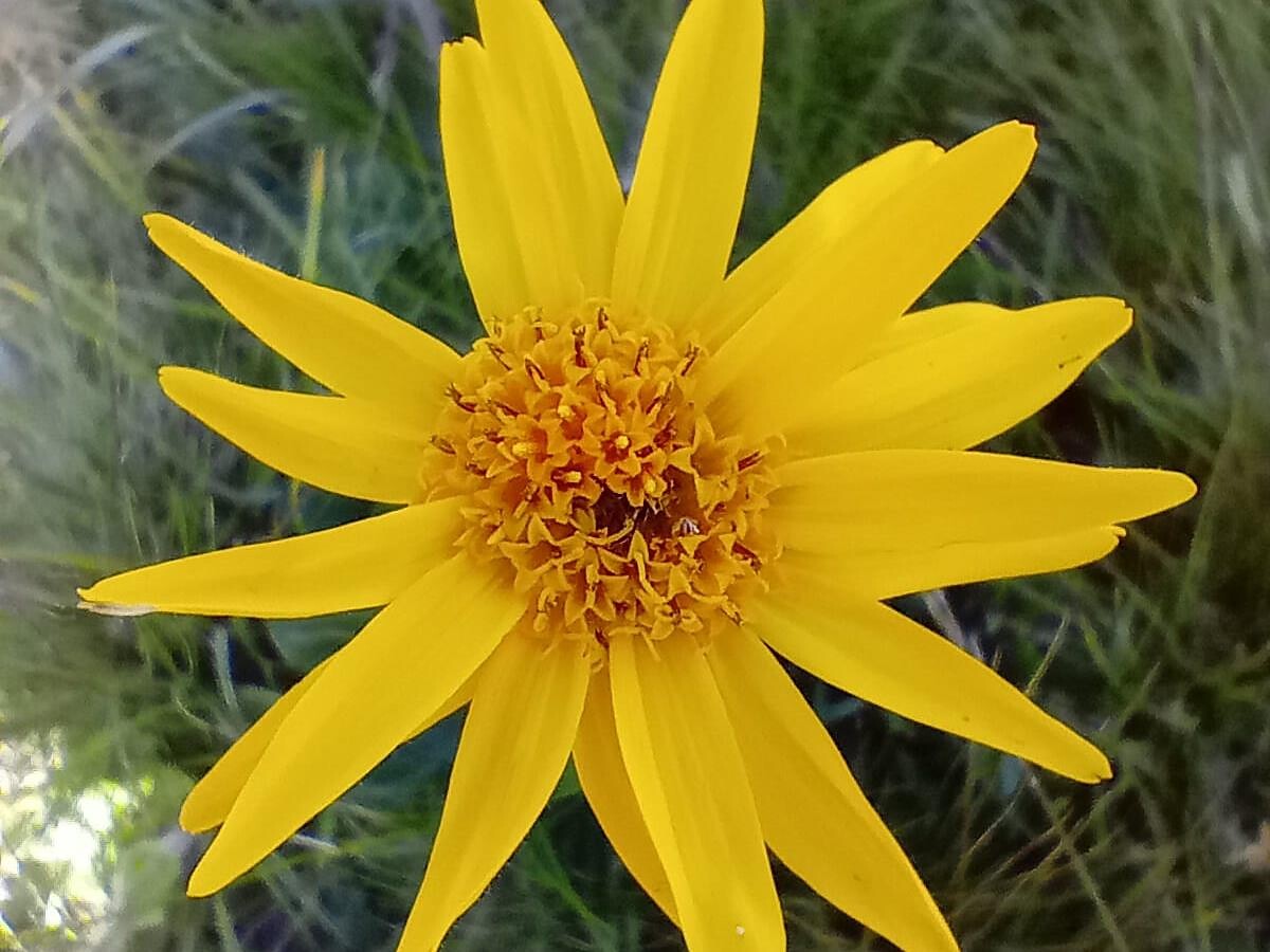 Erbe aromatiche e selvatiche - escursione ad Aldino -  - #2 - suedtirol.info