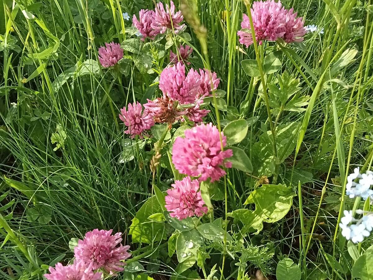 Erbe aromatiche e selvatiche - escursione ad Aldino -  - #1 - suedtirol.info