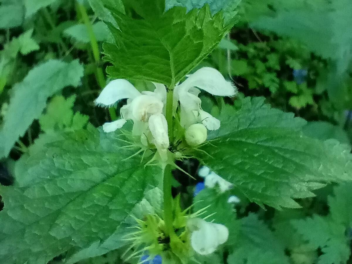 Erbe aromatiche e selvatiche - escursione ad Aldino -  - #3 - suedtirol.info