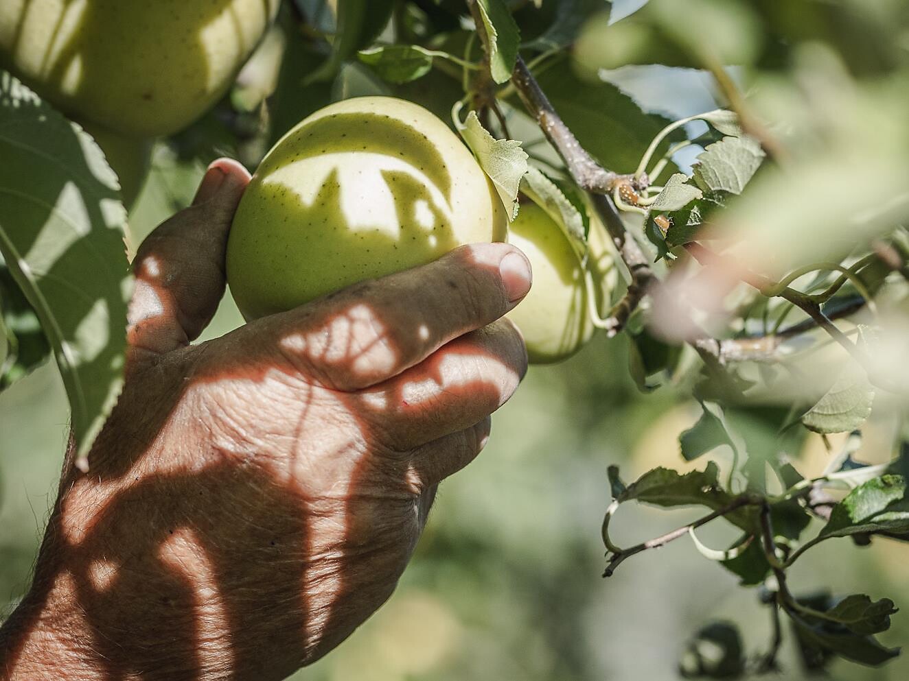 Apfelführung "Der Südtiroler Apfel...." Burgstall Burgstall 1 suedtirol.info