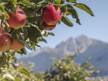 Guida ai frutteti con degustazione di mele a Postal (in lingua tedesca) Postal 3 suedtirol.info