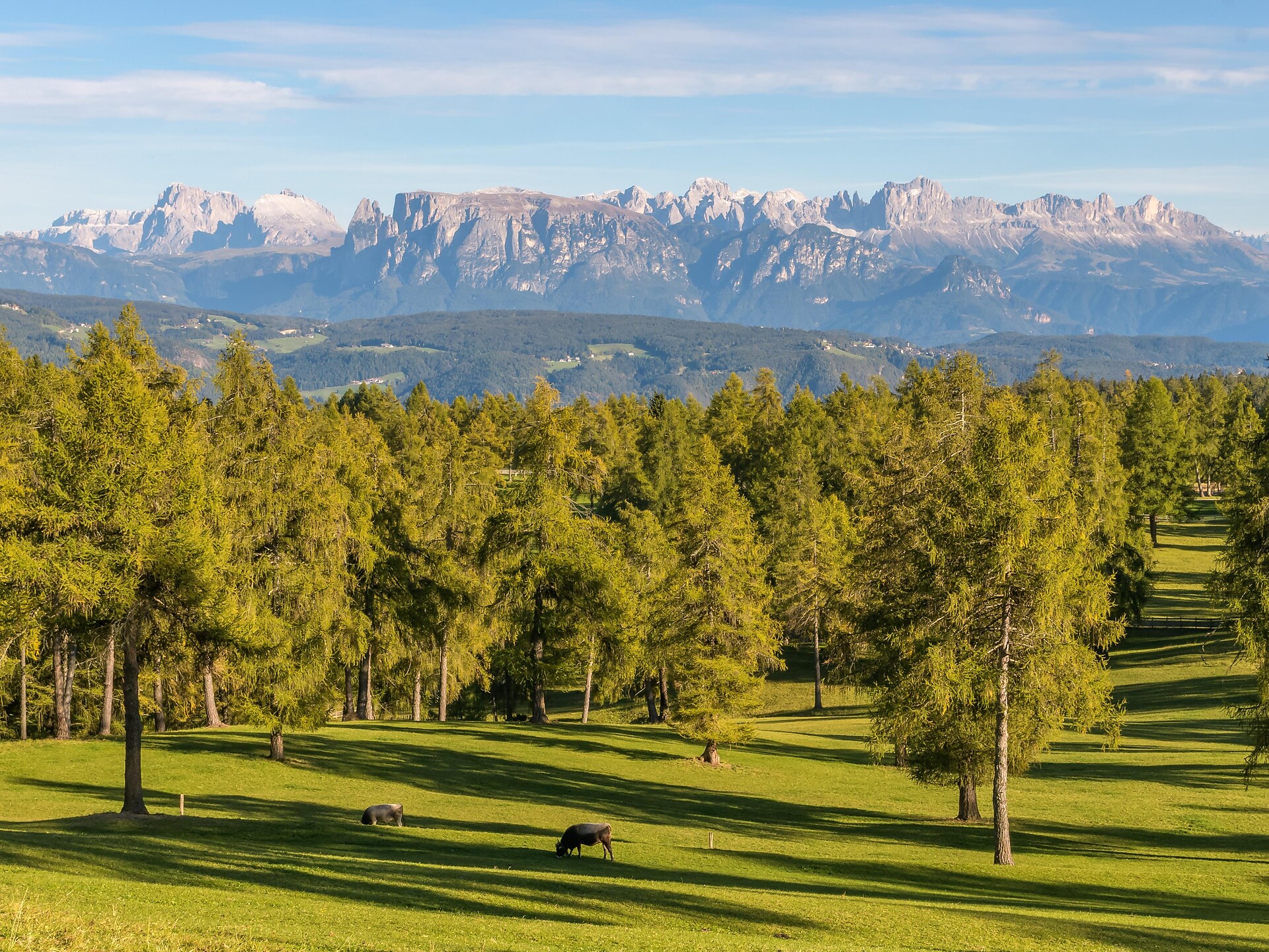 Auf den Spuren der Lärchenwiesen am Salten - Bozen und Umgebung - #2 - suedtirol.info