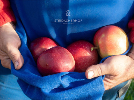Tempo delle mele al maso Steidacherhof Renon 1 suedtirol.info