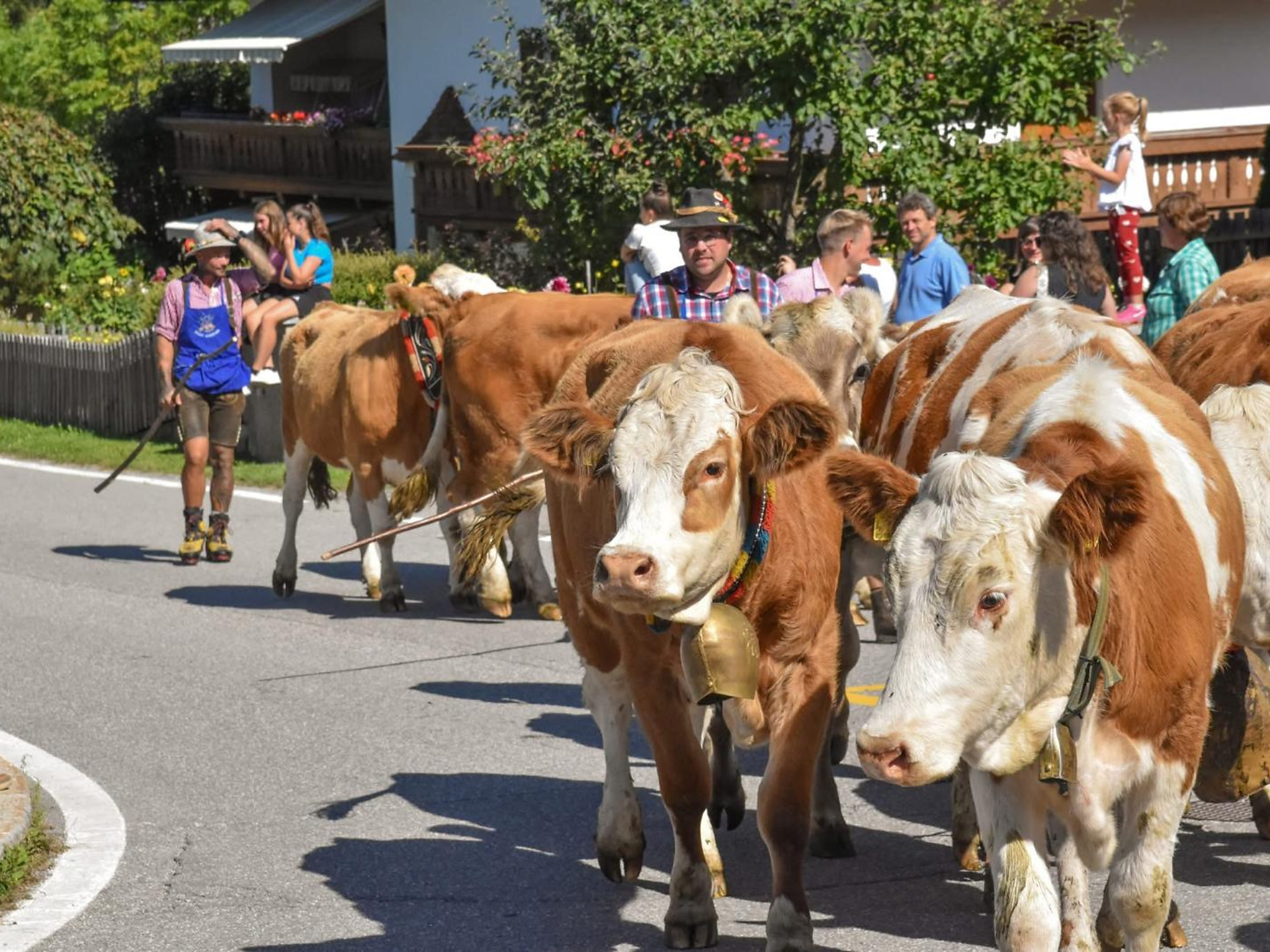 Alpine cattle drive Brunst - Dolomites Region Kronplatz/Plan de Corones - #1 - suedtirol.info