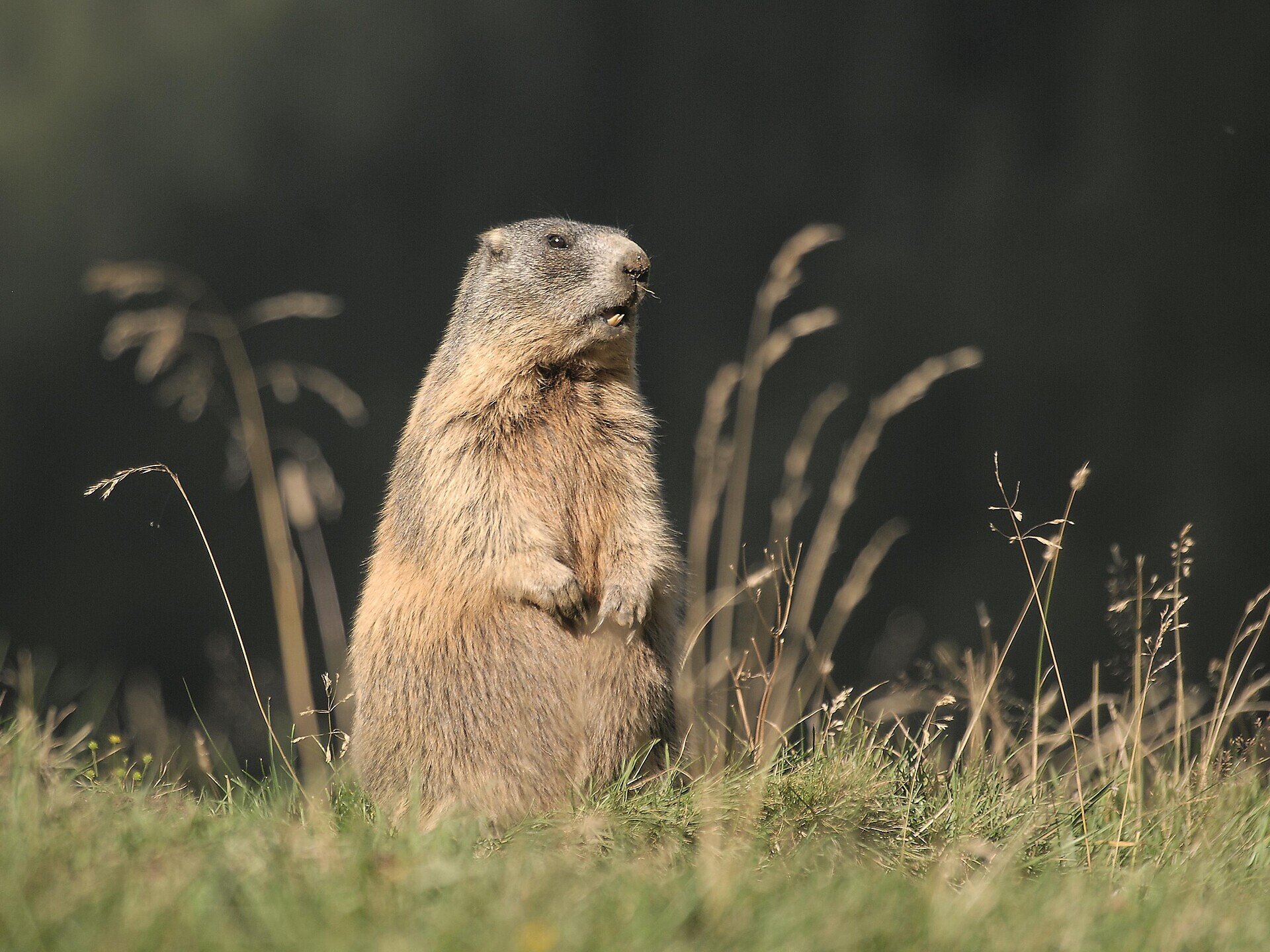 Auf Pirsch mit den Jägern (Psairer Langis) - Meran und Umgebung - #3 - suedtirol.info