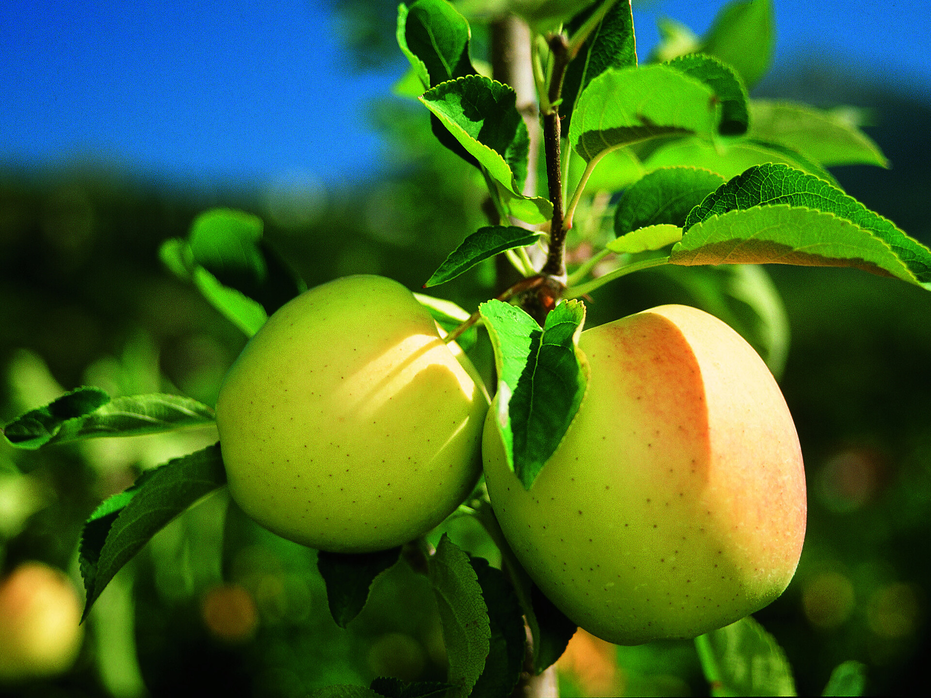 Apfelführung "Der Südtiroler Apfel...." Gargazon - Meran und Umgebung - #1 - suedtirol.info