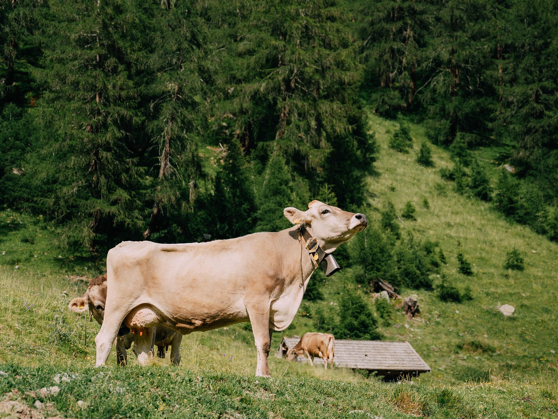 Almabtrieb in Taufers i. M. - Vinschgau - #1 - suedtirol.info