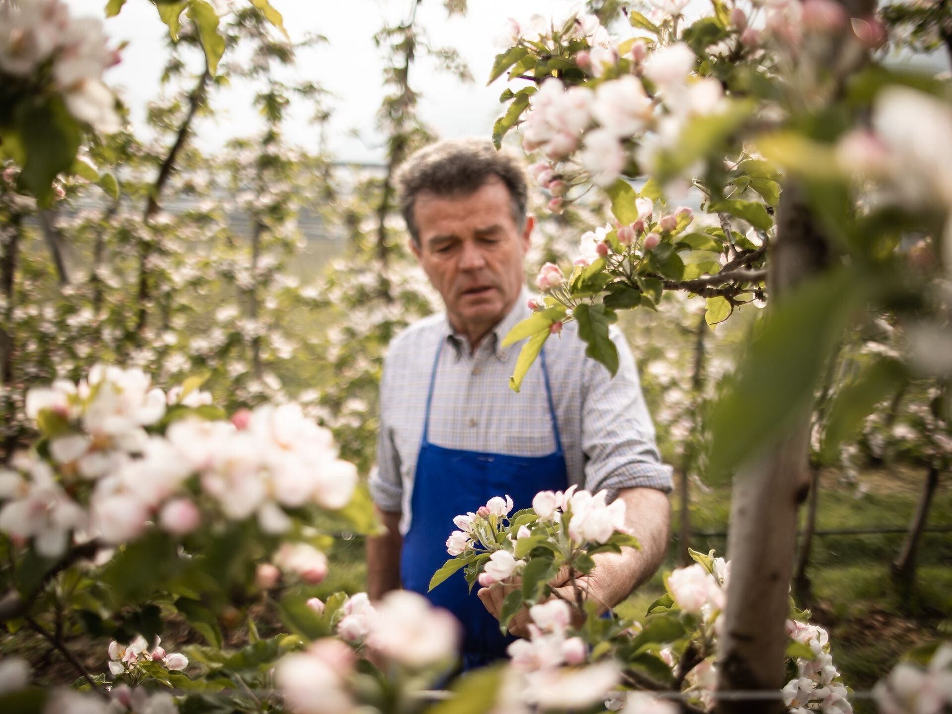Apfelblütenwanderung - Brixen und Umgebung - #1 - suedtirol.info