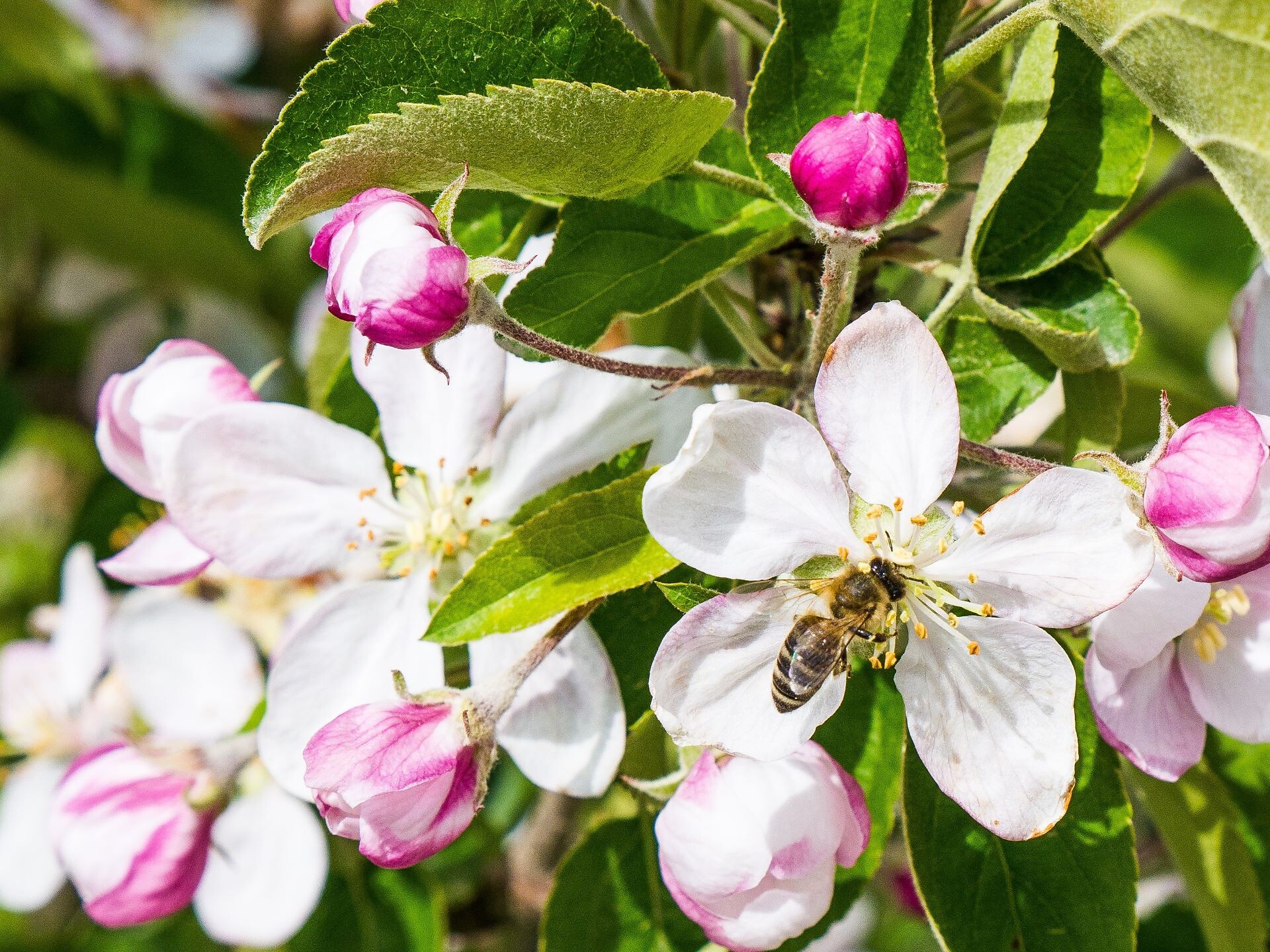 Apfelblütenwanderung - Brixen und Umgebung - #3 - suedtirol.info