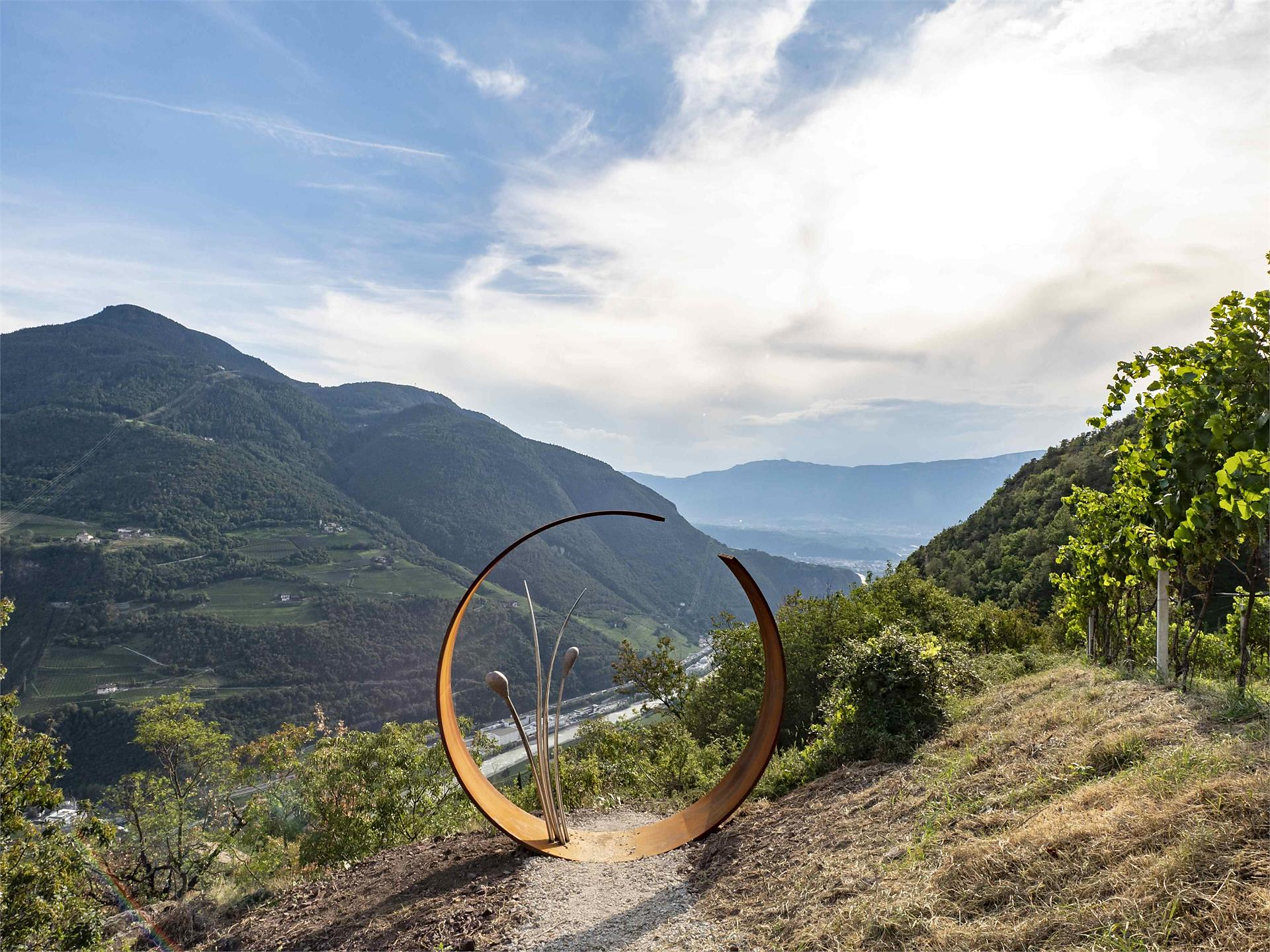 Aufblühen am Sonnenplateau - Rebe Ritten 3 suedtirol.info