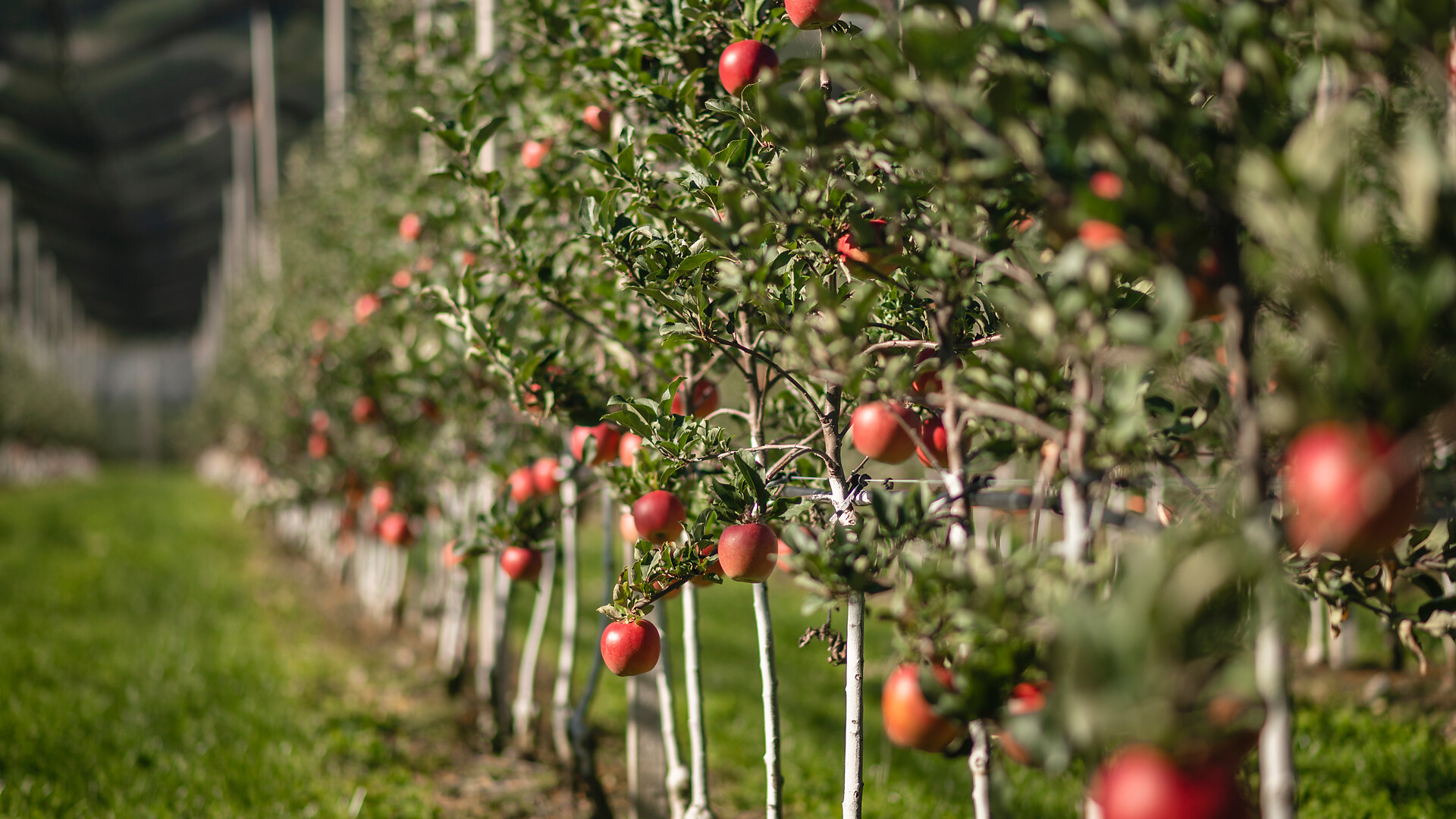 Il paese delle mele - guida a Plaus - Merano e dintorni - #1 - suedtirol.info