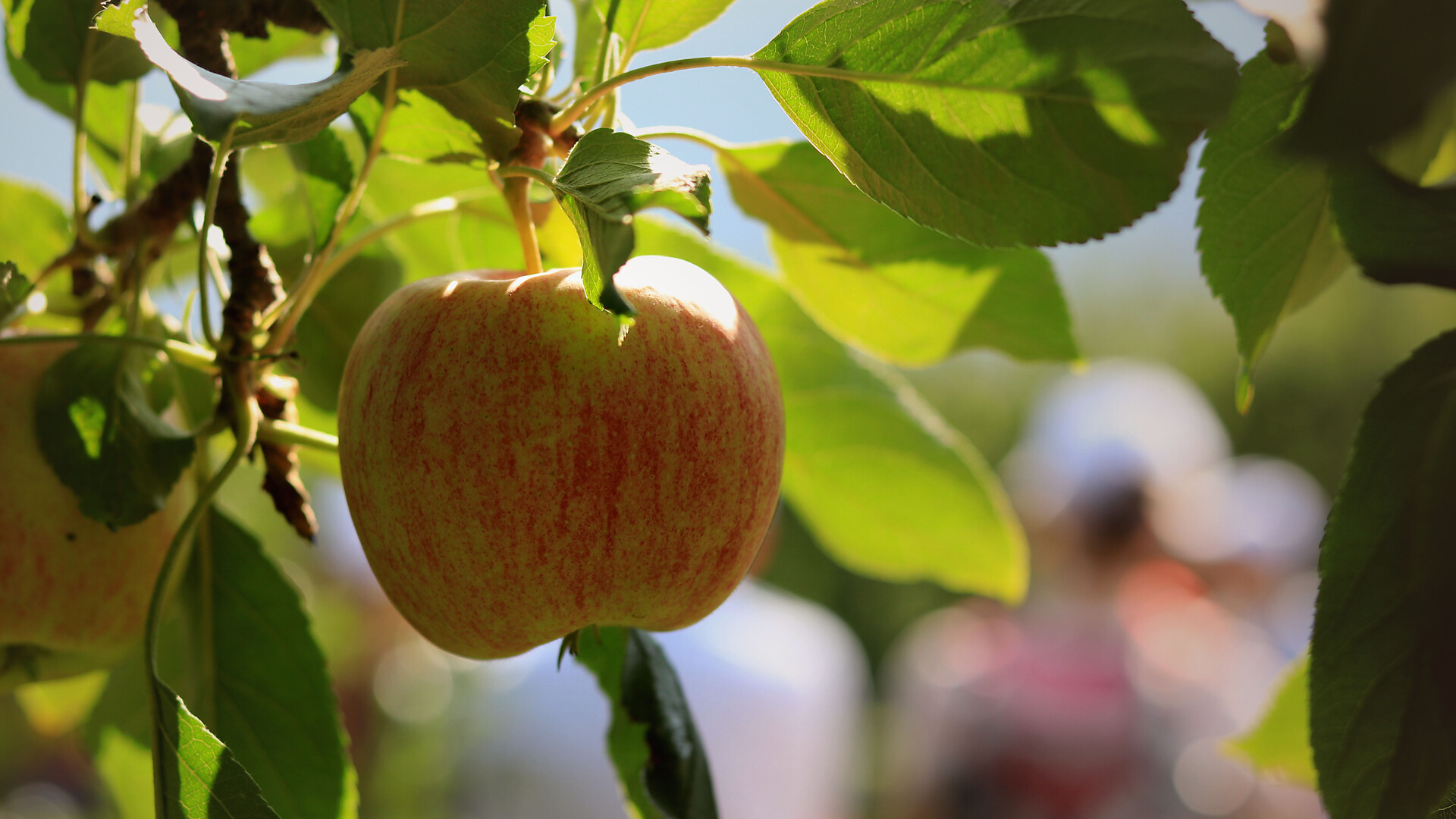 Il paese delle mele - guida a Plaus - Merano e dintorni - #4 - suedtirol.info