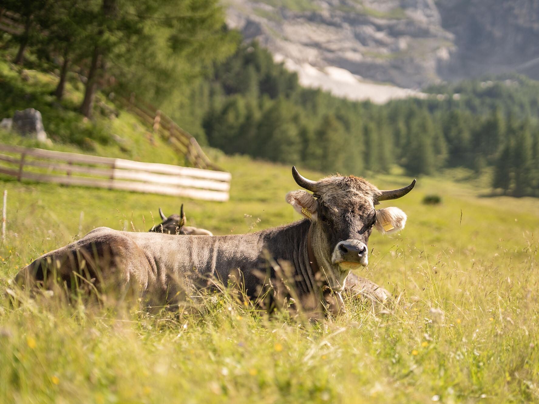 Ritorno del bestiame a Rivaira - Val Venosta - #1 - suedtirol.info
