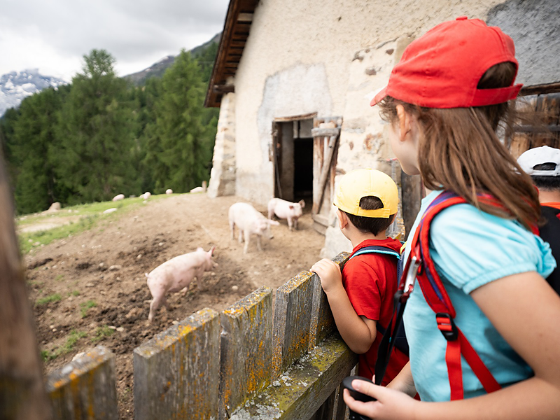 Almwanderung for family Stilfs 1 suedtirol.info