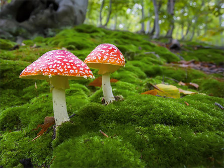 Exhibition, evening lecture and excursion "The mushrooms of our woods" Villnöss/Funes 2 suedtirol.info