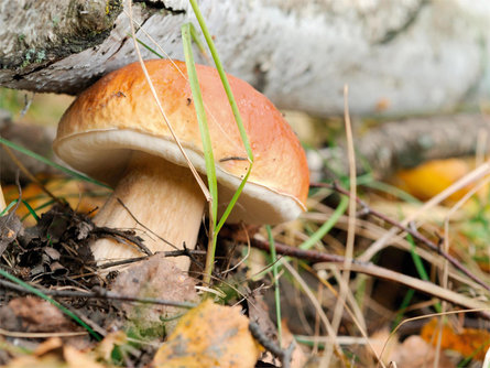 Exhibition, evening lecture and excursion "The mushrooms of our woods" Villnöss/Funes 1 suedtirol.info