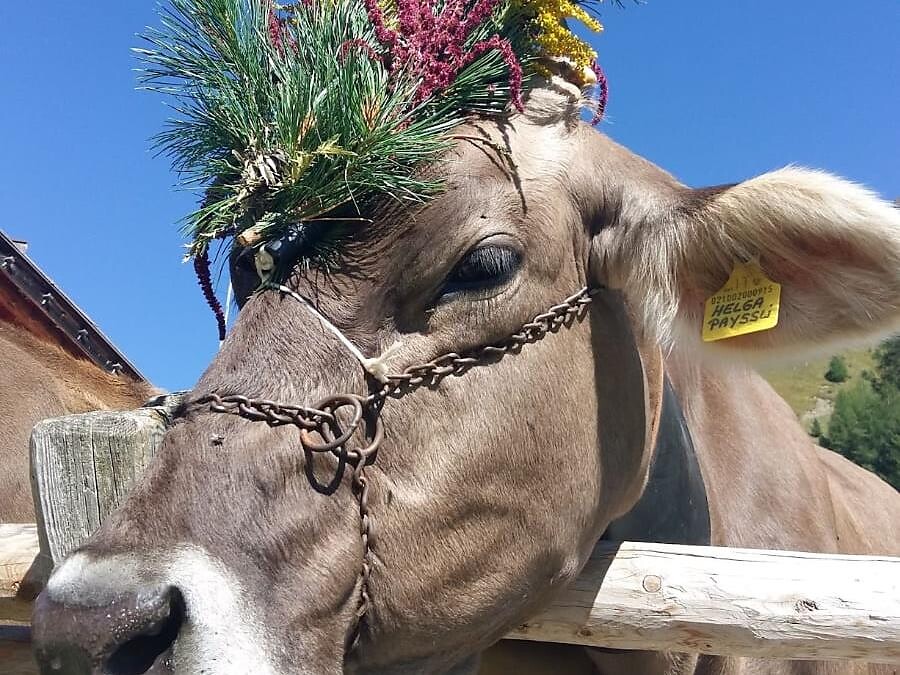 Ritorno del bestiame a Sluderno - Val Venosta - #1 - suedtirol.info