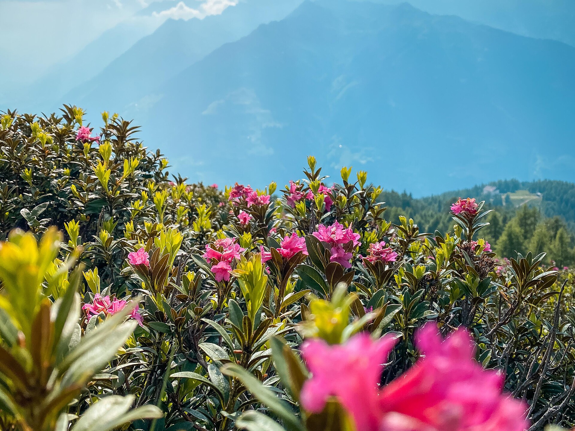 Alpenrosenwanderung auf dem Almenweg im Hirzergebiet Schenna 2 suedtirol.info