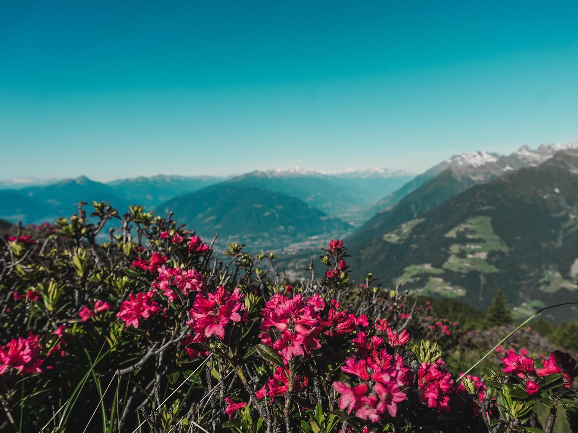 Alpenrosenwanderung auf dem Almenweg im Hirzergebiet Schenna 1 suedtirol.info