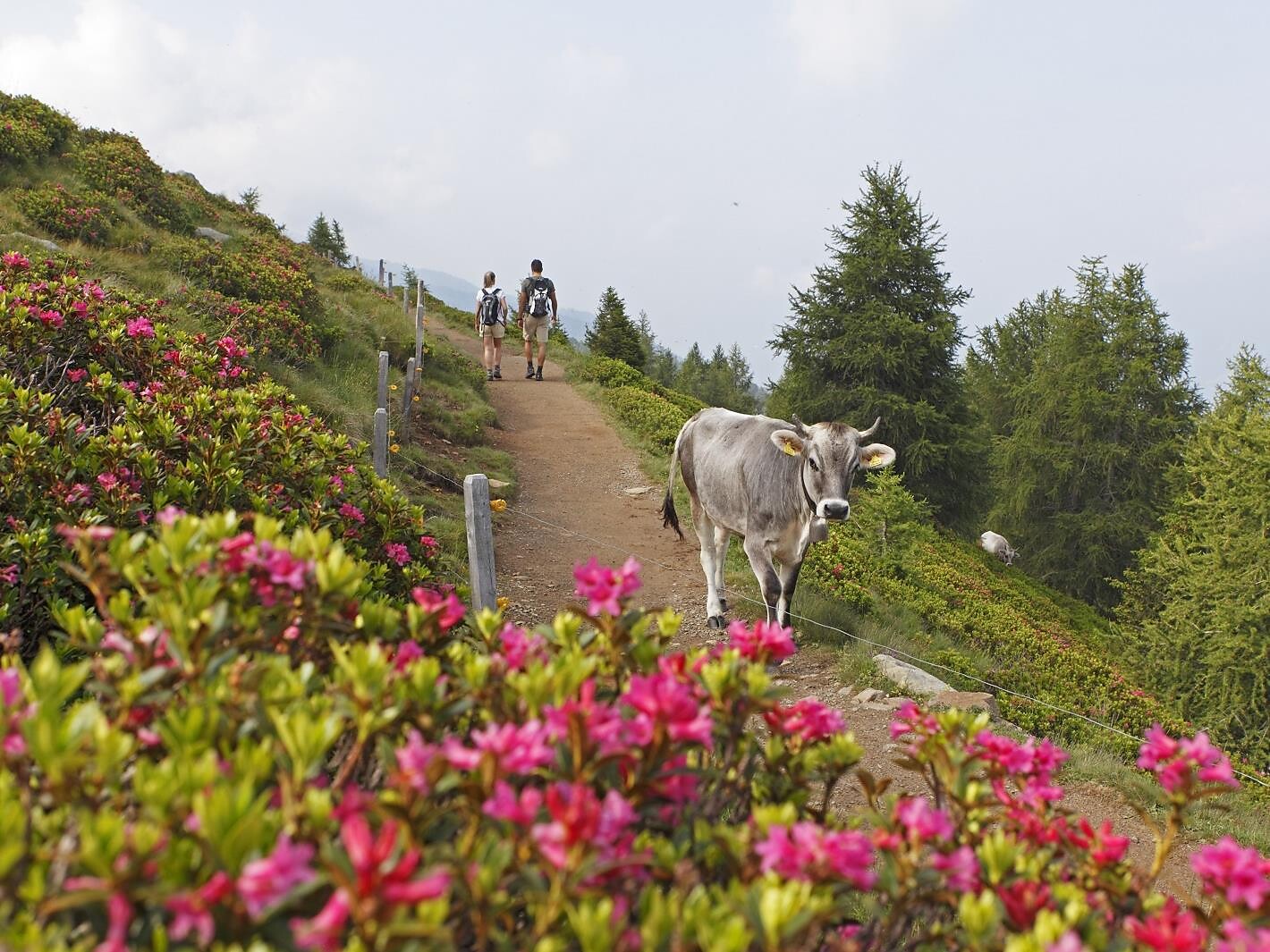Alpenrosenwanderung auf dem Almenweg im Hirzergebiet Schenna 3 suedtirol.info
