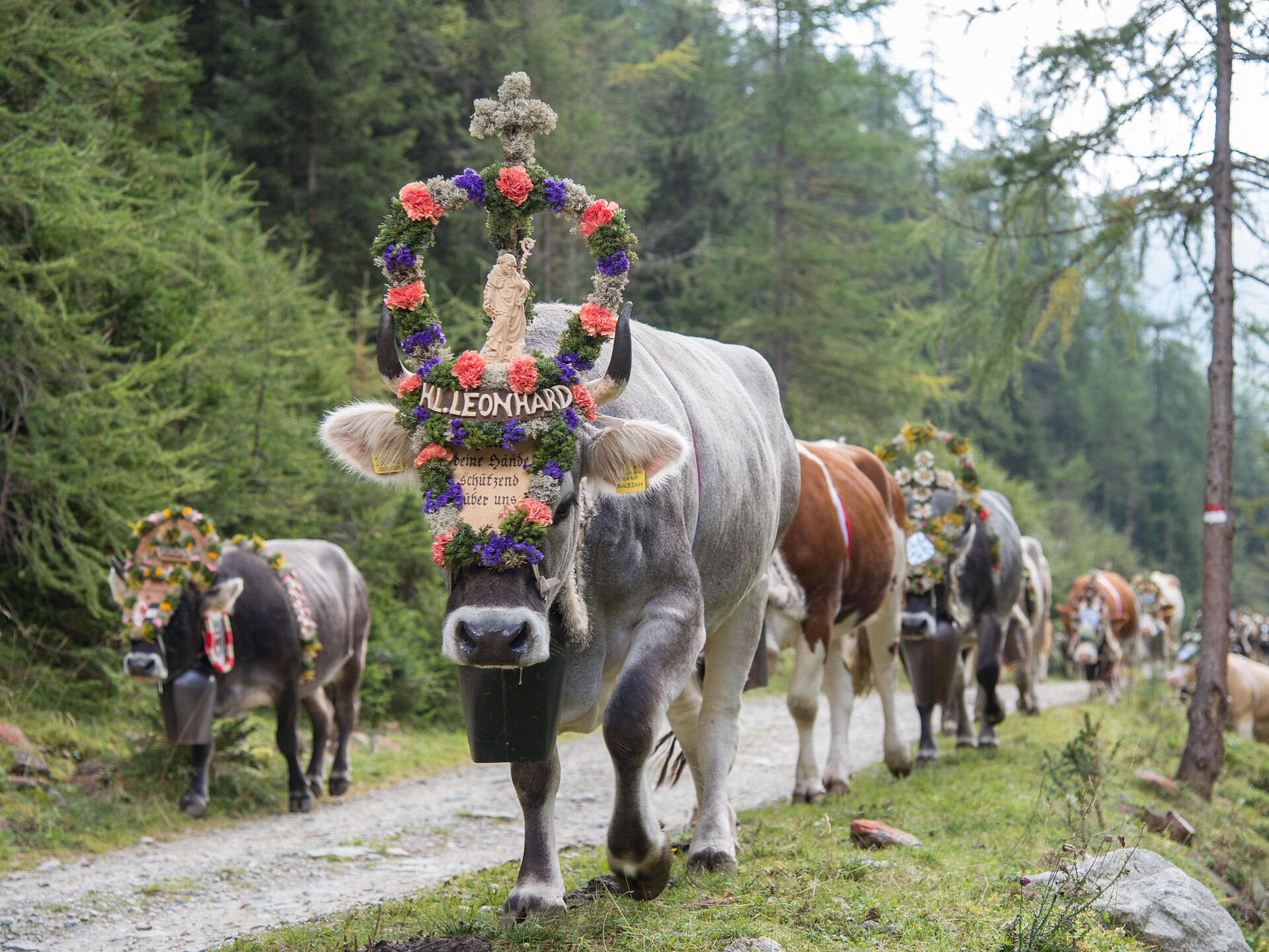 Almabtrieb von der Einertal Alm - Meran und Umgebung - #1 - suedtirol.info