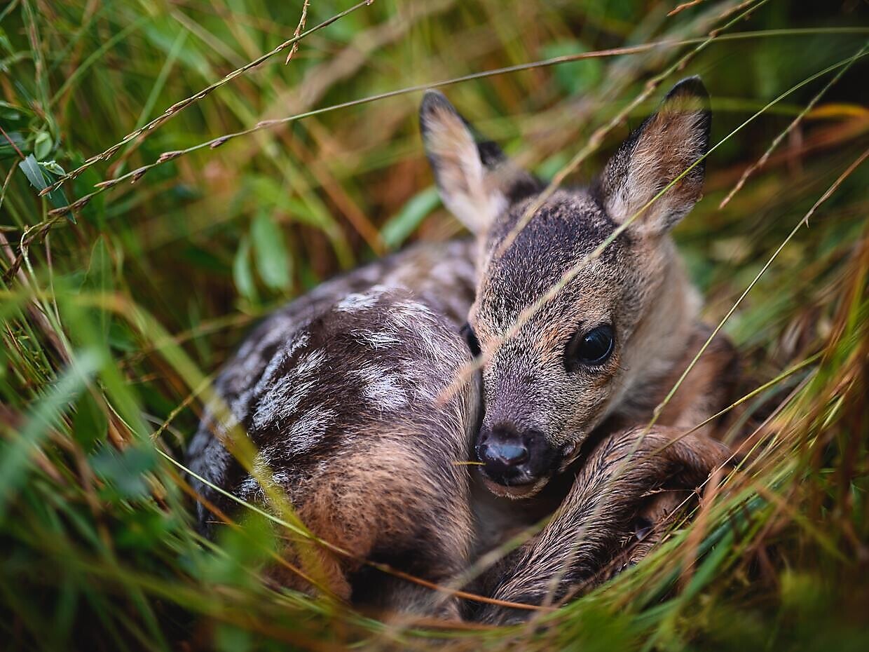 Auf der Piersch - Wildbeobachtung mit anschließender Marende - Meran und Umgebung - #1 - suedtirol.info