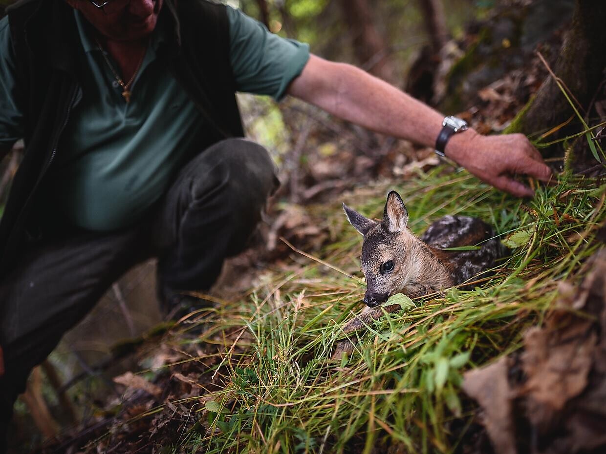 Auf der Piersch - Wildbeobachtung mit anschließender Marende - Meran und Umgebung - #3 - suedtirol.info