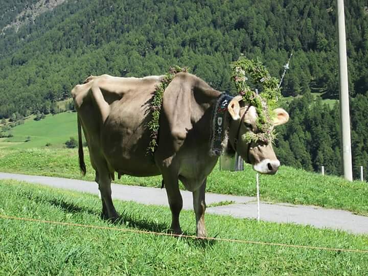 Almabtrieb in Burgeis - Vinschgau - #2 - suedtirol.info