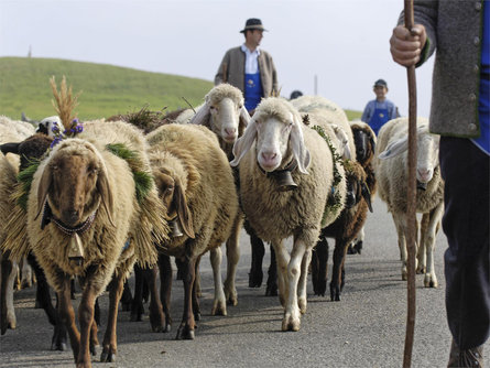 Transhumance - welcoming of the cattle - festival Kastelruth/Castelrotto 2 suedtirol.info
