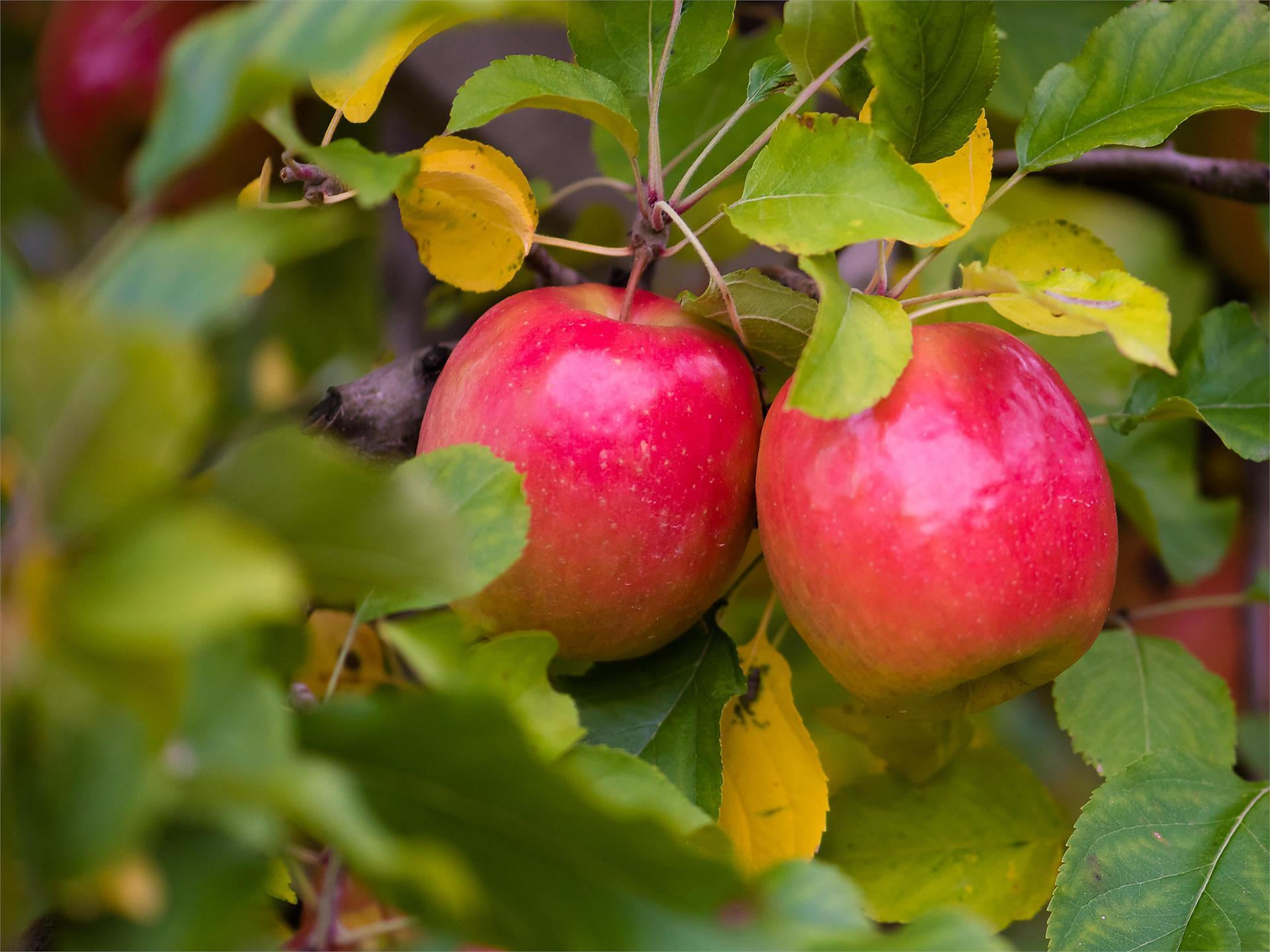 Guided Apple Tour Tramin an der Weinstraße/Termeno sulla Strada del Vino 3 suedtirol.info