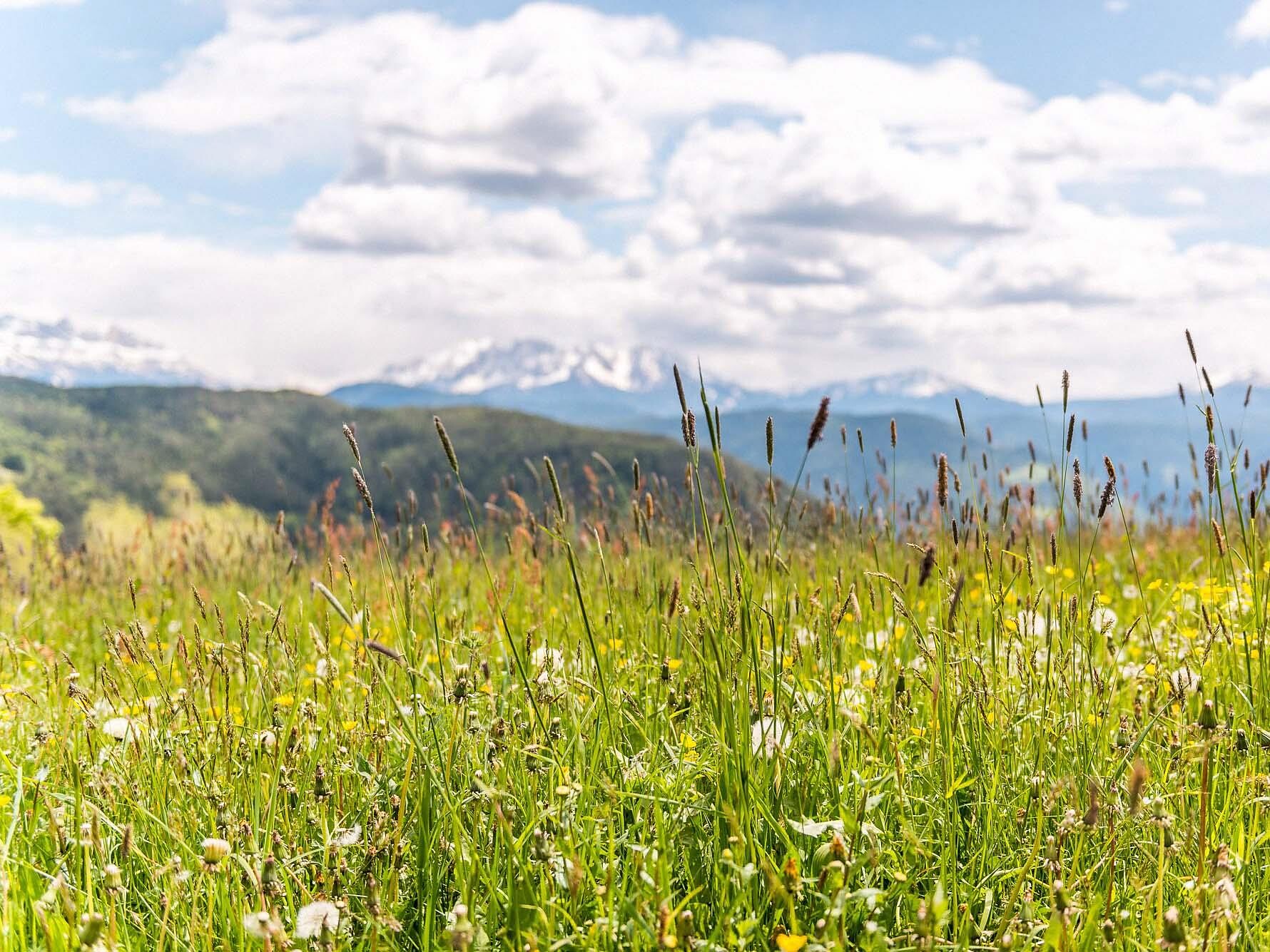 Rifiorire sull'altipiano soleggiato - sulle tracce di erbe selvatiche Renon 1 suedtirol.info