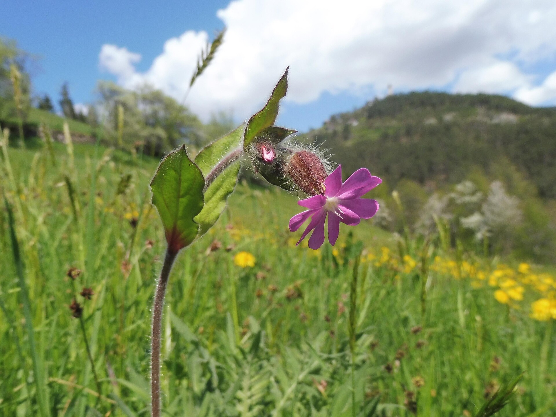 Rifiorire sull'altipiano soleggiato - sulle tracce di erbe selvatiche Renon 3 suedtirol.info