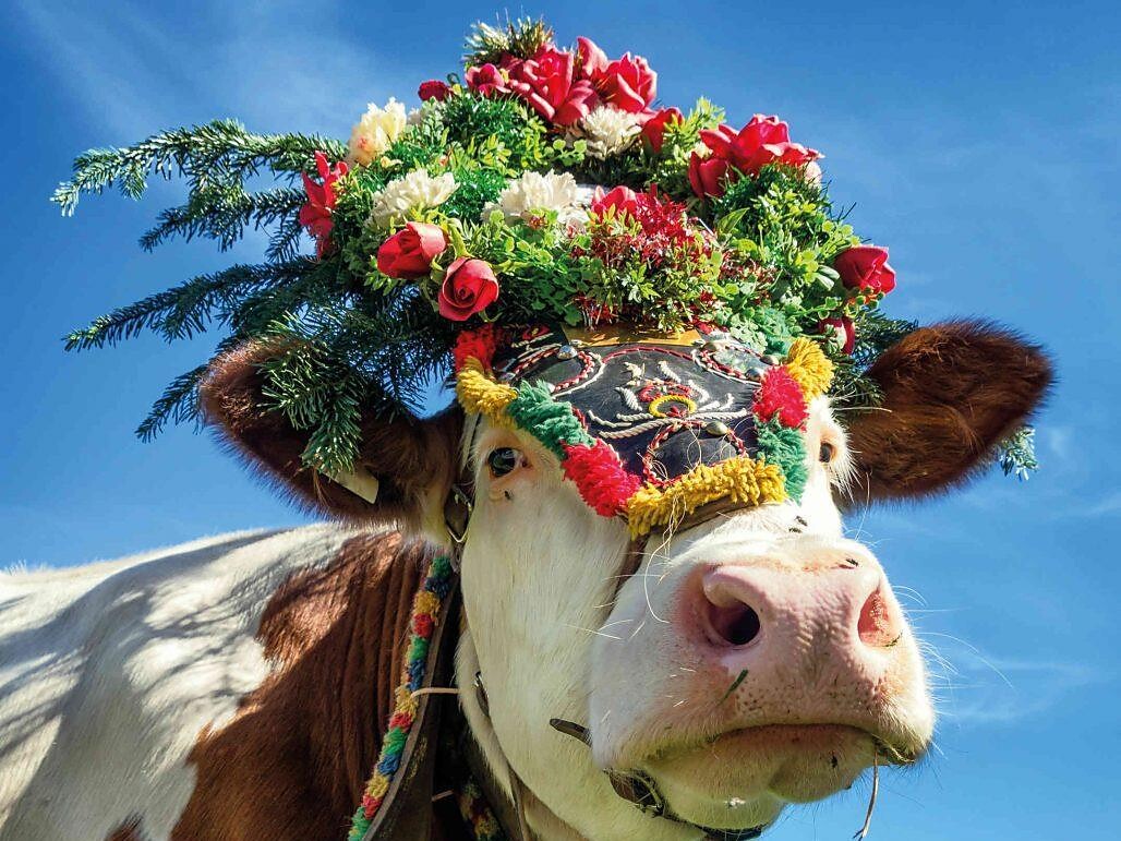 Traditional cattle drive in Reischach - Dolomites Region Kronplatz/Plan de Corones - #1 - suedtirol.info