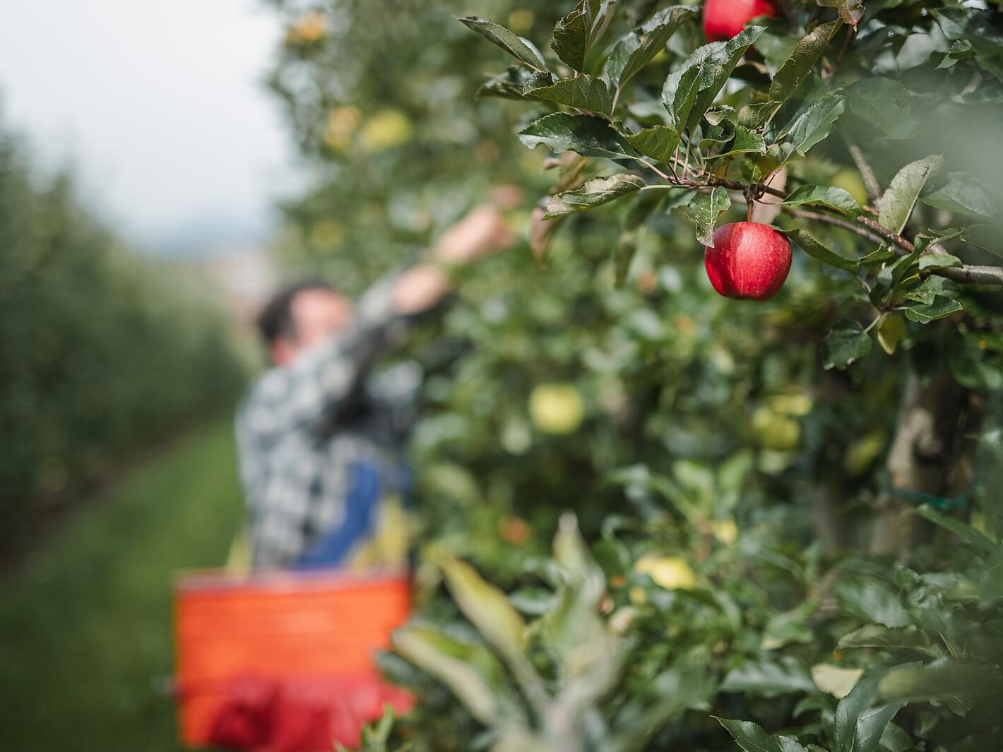 Guida ai frutteti con degustazione di mele a Cermes Cermes 1 suedtirol.info