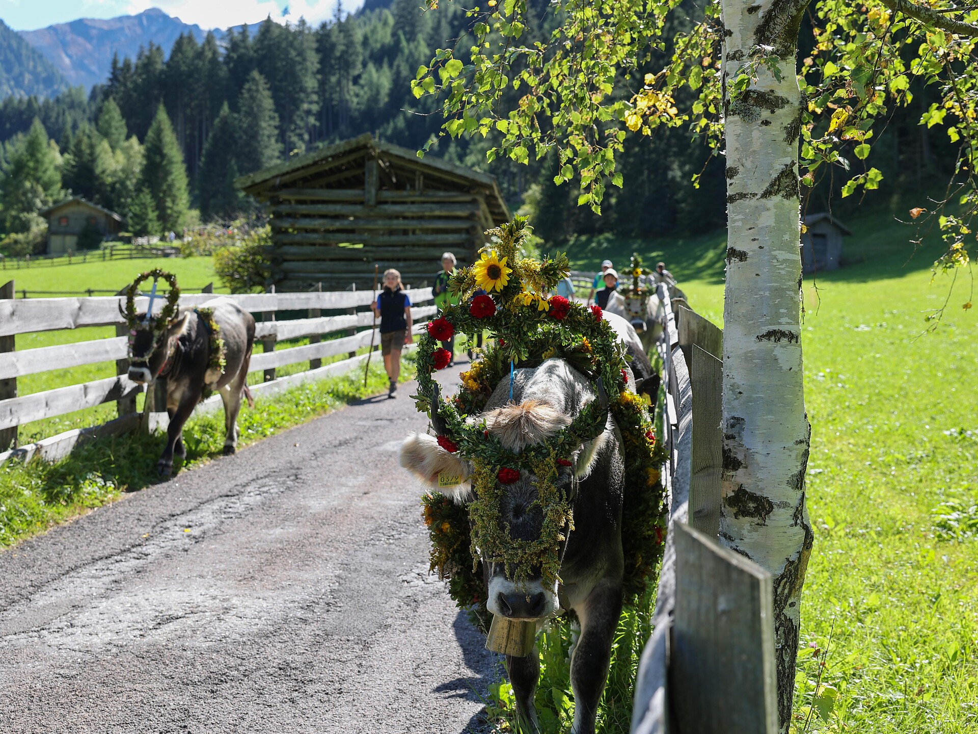 Festa della transumanza in Val Giovo - Vipiteno e dintorni - #3 - suedtirol.info