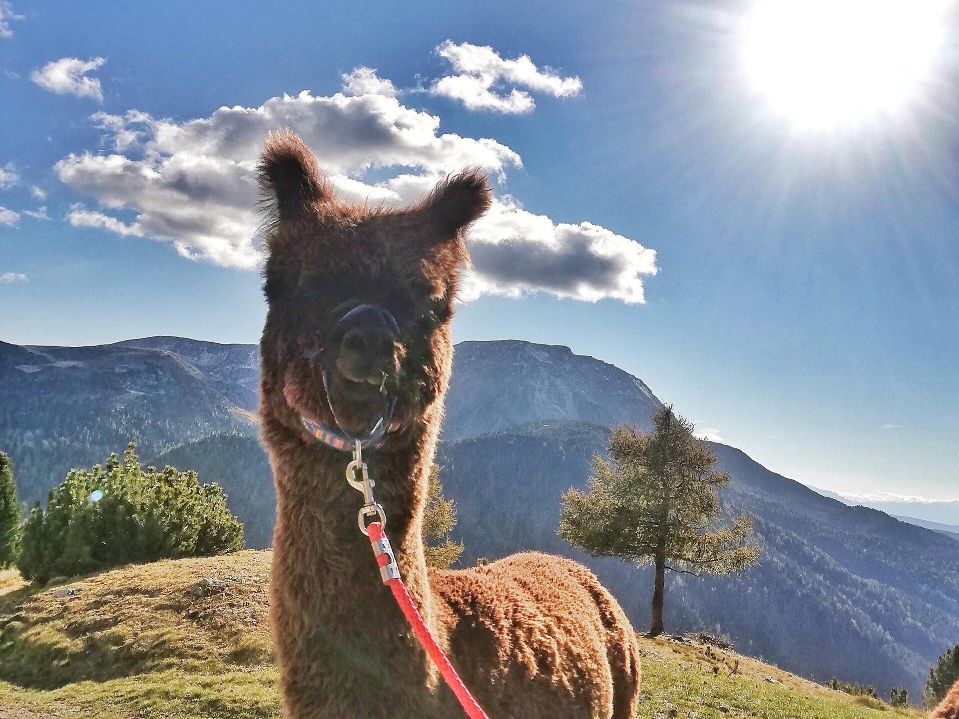 Alpakatrekking Sarntal/Sarentino 3 suedtirol.info