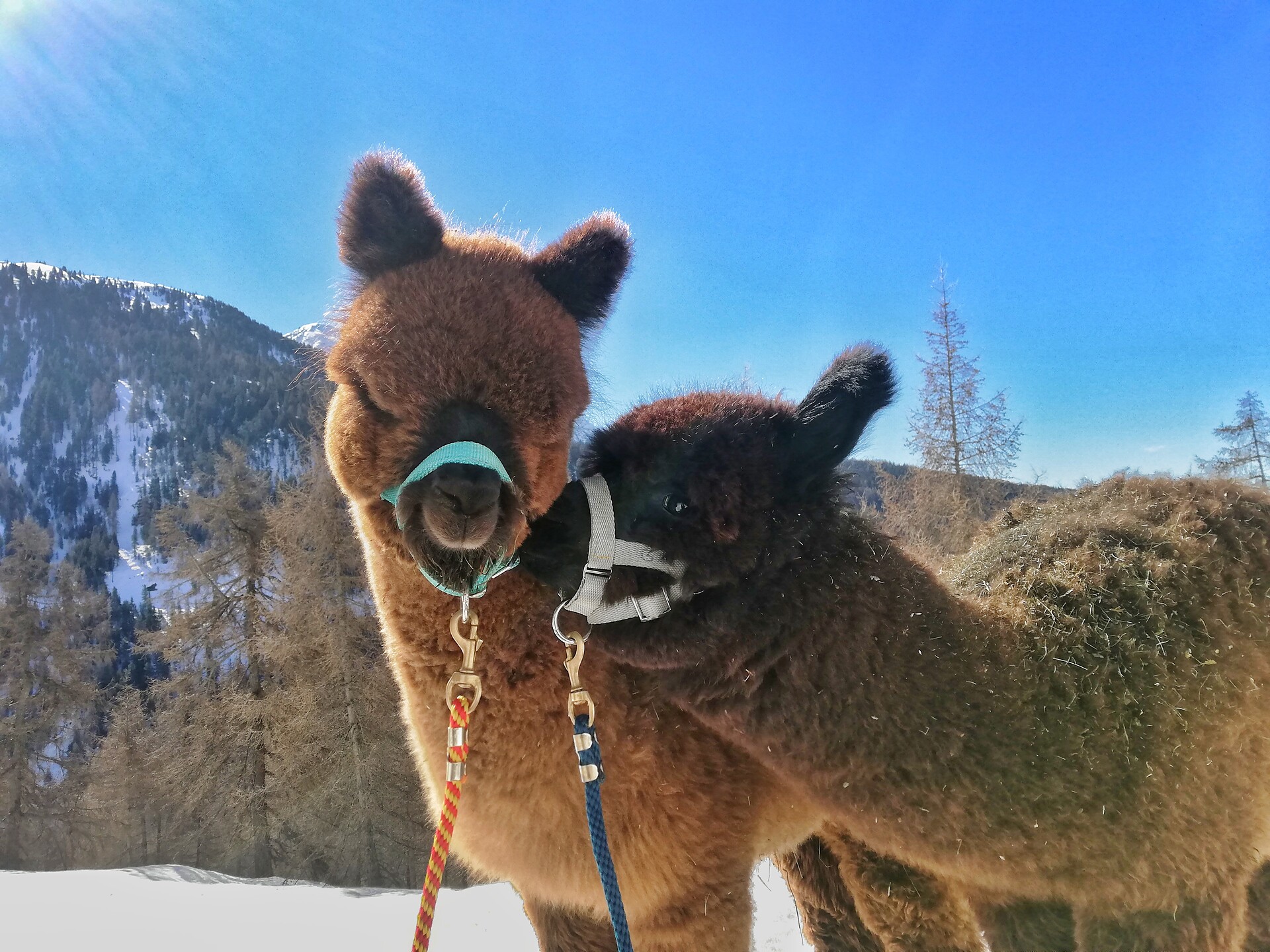 Alpakatrekking Sarntal/Sarentino 1 suedtirol.info
