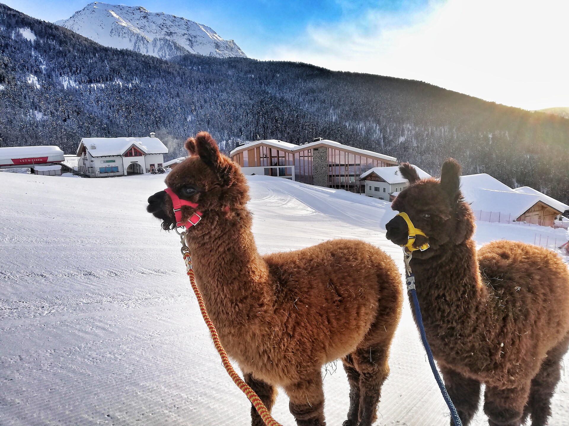 Alpakatrekking Sarntal/Sarentino 2 suedtirol.info