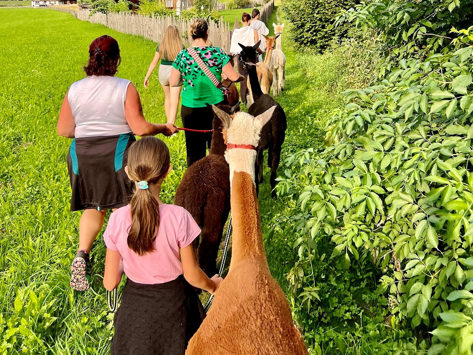 Alpaca trekking in the Gsiesertal Valley -  - #2 - suedtirol.info