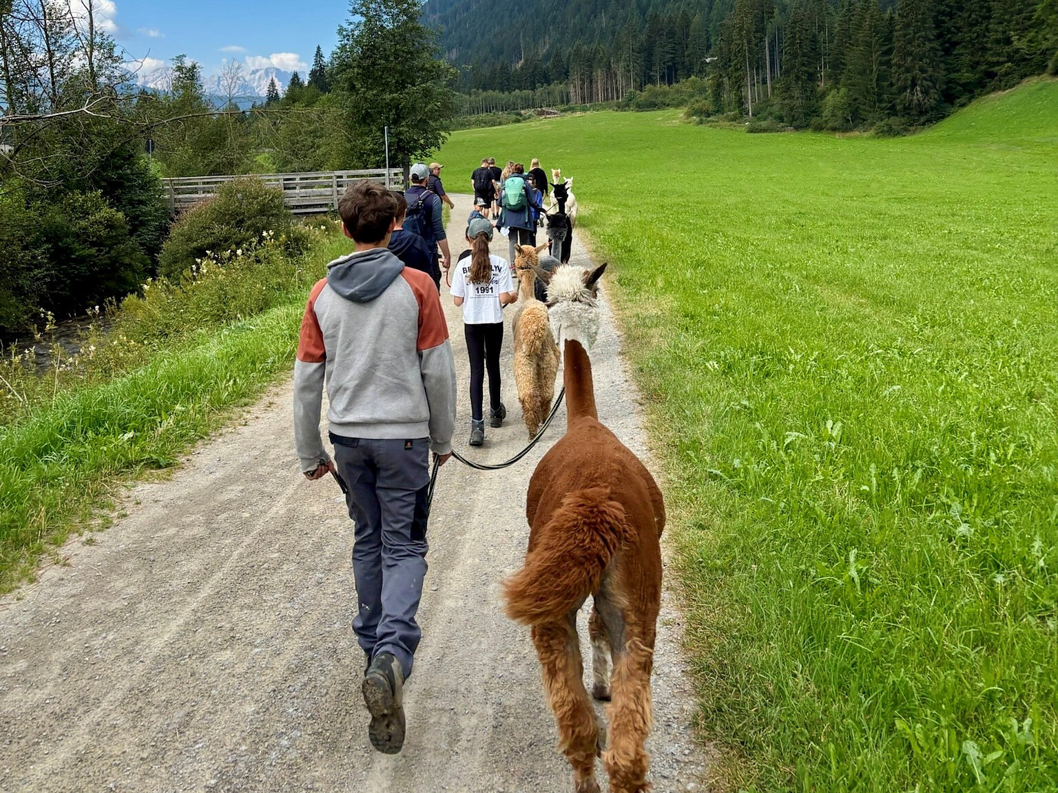 Alpaca trekking in the Gsiesertal Valley -  - #1 - suedtirol.info