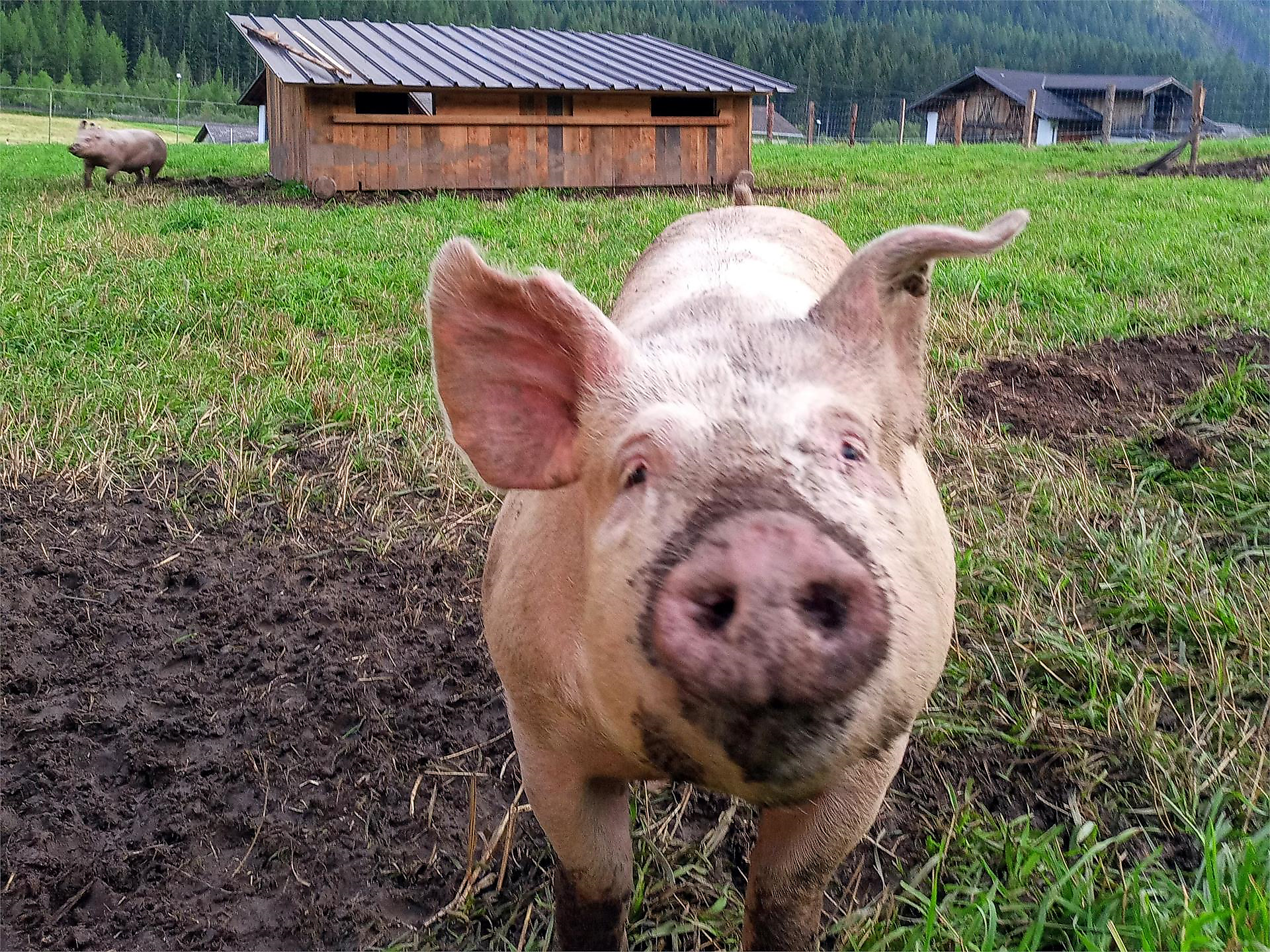 From the farm, by hand, with heart - farm tour with tasting in Pfitsch - Sterzing/Vipiteno and environs - #1 - suedtirol.info