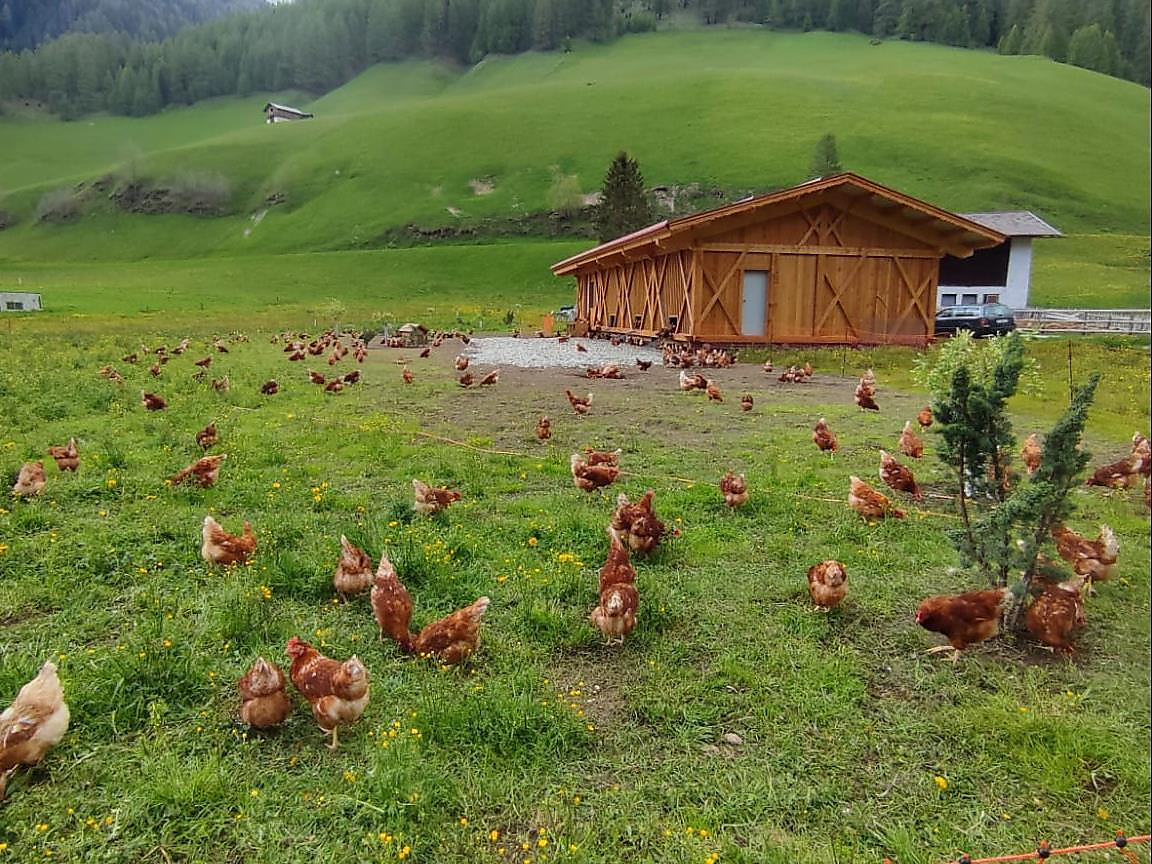 From the farm, by hand, with heart - farm tour with tasting in Pfitsch - Sterzing/Vipiteno and environs - #2 - suedtirol.info