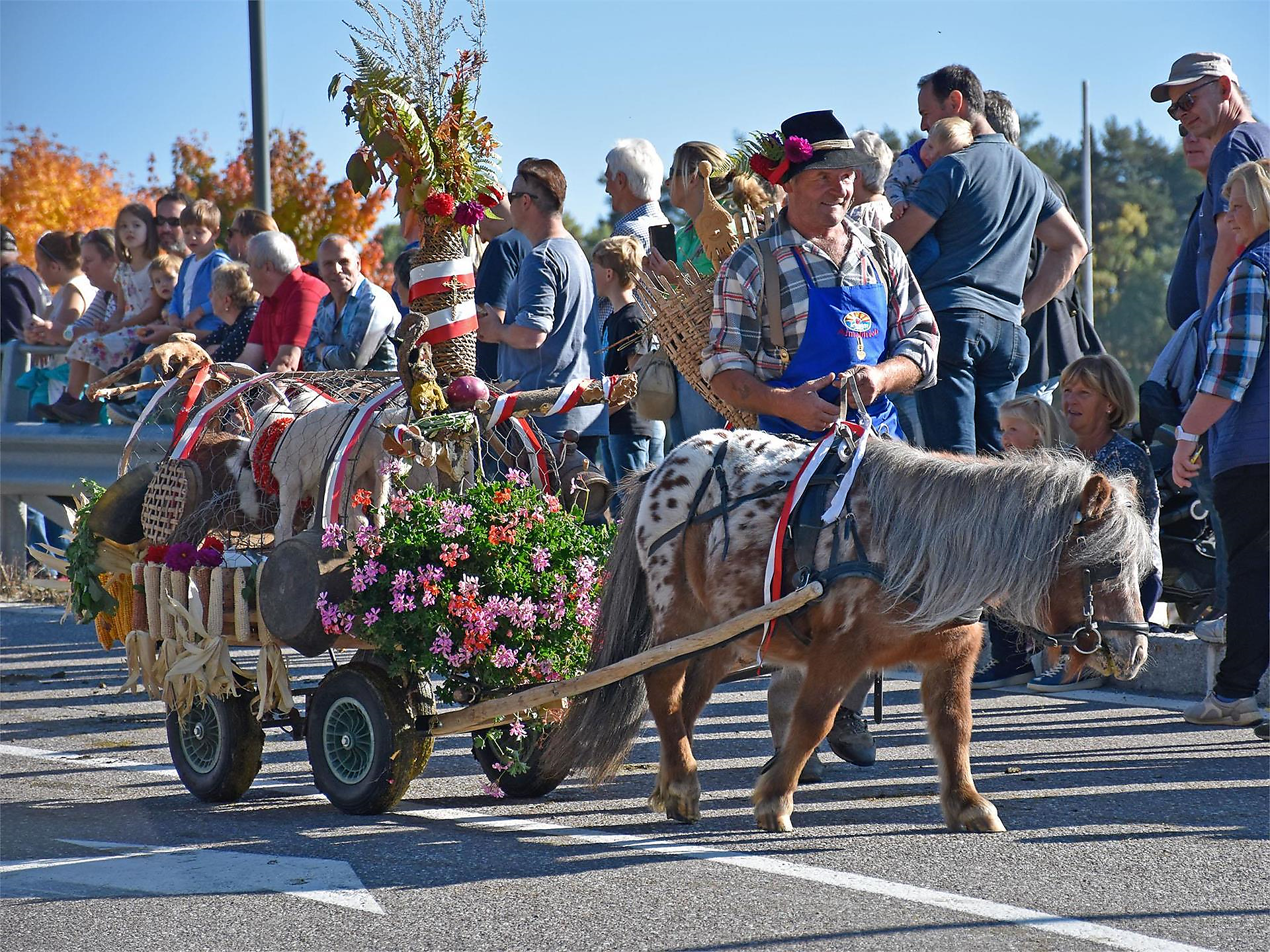 "Almabtrieb" - driving cattle and sheep - Brixen/Bressanone and environs - #3 - suedtirol.info
