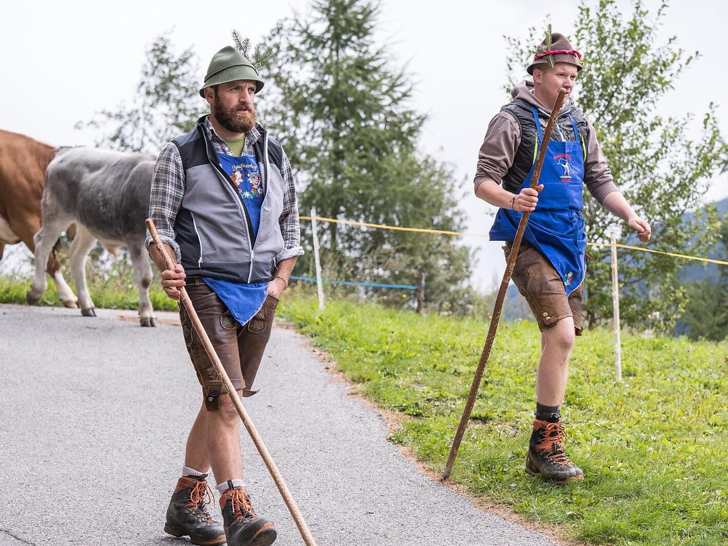 Almabtrieb in Telfes - Sterzing und Umgebung - #3 - suedtirol.info