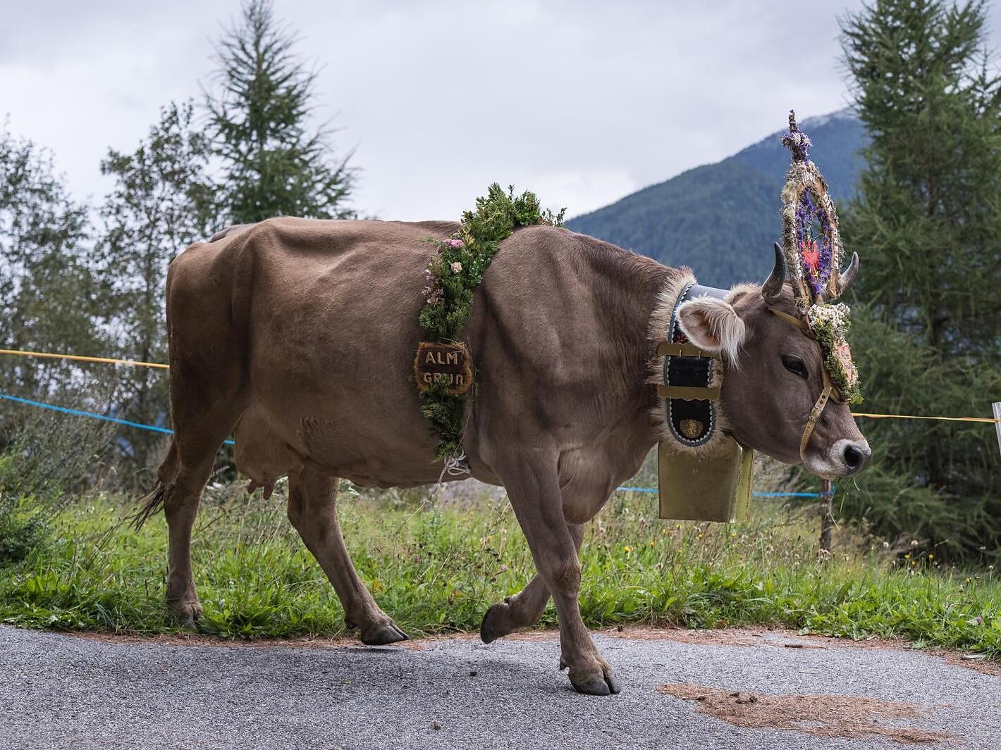 Almabtrieb in Telfes - Sterzing und Umgebung - #2 - suedtirol.info